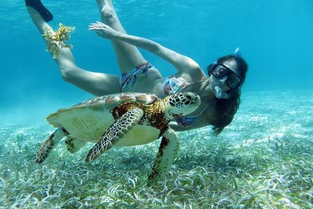 Barrier Reef Snorkel
