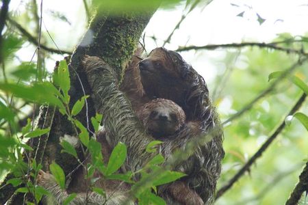 Sloth Watching Tour 