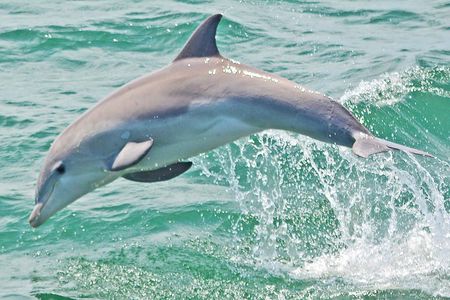 Dolphin Watching around Cape May
