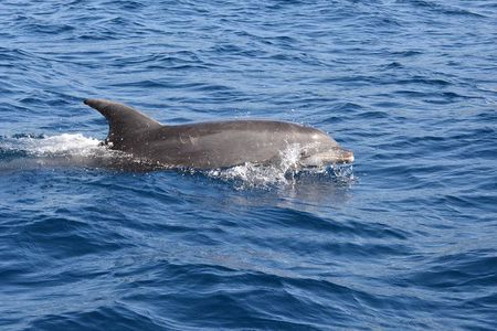 Dolphin's Watching Martinique