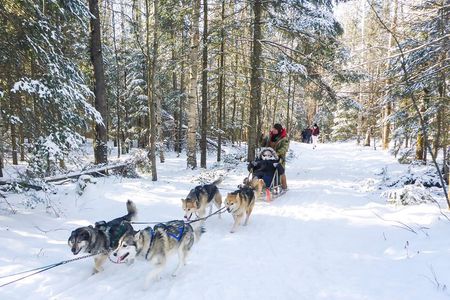 Dog Sledding 1/2 Day Tour from Toronto