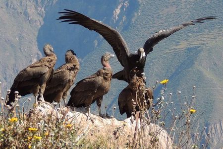 2 Day - Colca Canyon and Condor Tour from Arequipa, Peru - Group Service 