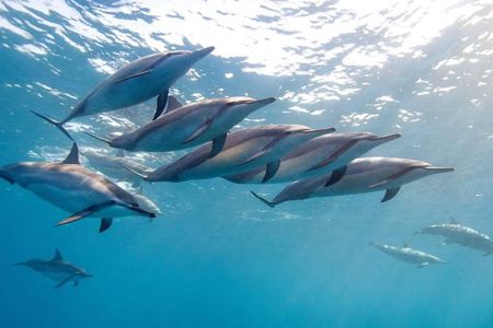 2-Hours Dolphin Excursion in Mauritius