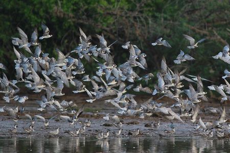 Bundala Birding Paradise - All Inclusive Tour