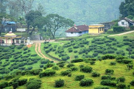 Explore The Rustic Life Of Thekkady With Lunch