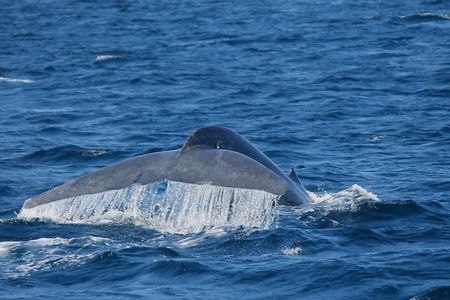Whale Watching Day Trip to Mirissa From Colombo Or Negombo