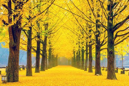 Full-Day Customizable Private Tour to Nami Island and surrounding Area