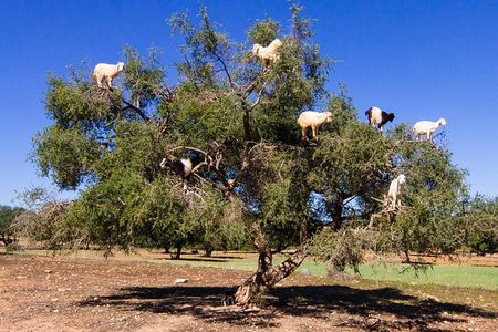 Essaouira Tour from Marrakech Private Sightseeing 