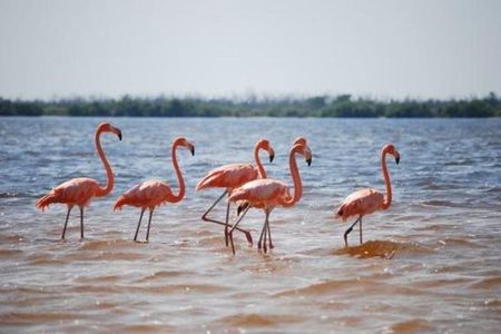 HOLBOX ISLAND TOUR - from Holbox (Private)