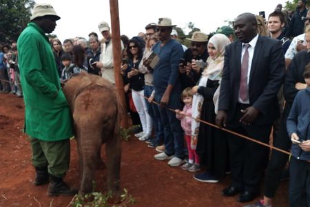 David Sheldrick Half-Day Tour