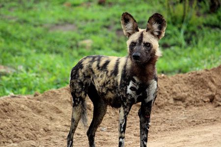 Kruger National Park - 1 Day (Open Vehicle)