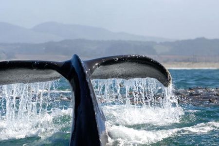 Whale Watching Cruise from Newport Beach