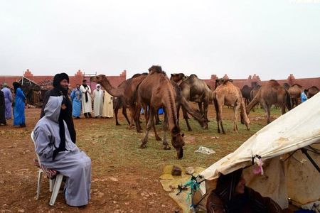 Saturday weekly Camel Market