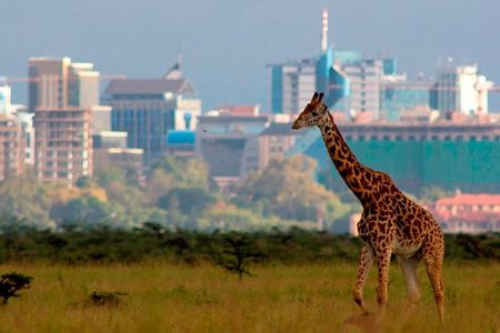 Afternoon half day mini safari to Nairobi National Park 