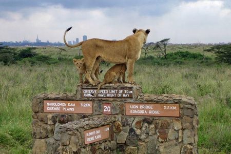 Nairobi National Park Half Day Tour