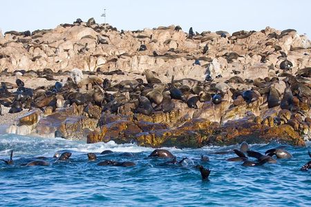 Marine Big 5 Safari full day trip from Cape Town