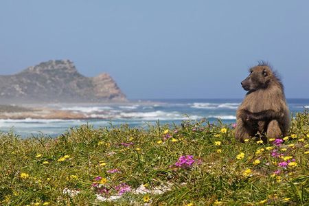 Half day Cape Point Sightseeing Tour with Penguins from Cape Town