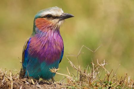 Arusha National Park Private Safari