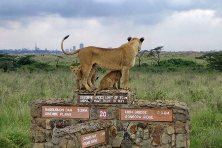  Nairobi National Park–A Safari Adventure at the Edge of the City