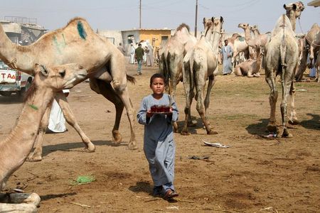 Unusual Tour To The Camel Market Of Birqash