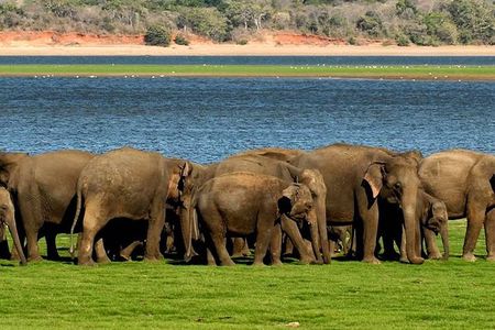 Minneriya Elephant Safari wth Sigiriya Lion Rock from Colombo
