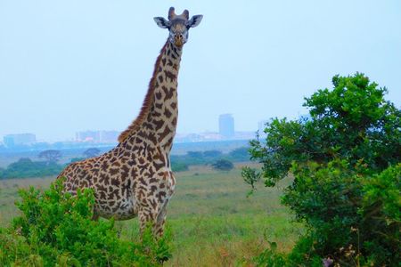 Nairobi National Park Safari Tour.