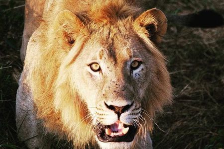 From Kigali: 12 Hour Custom Day trip for game Drive in Akagera NP