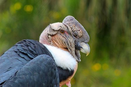 Antisana Volcano Birding & Natural History Condor Tour PRIVATE, all included