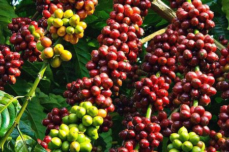 Amazing Coffee full-day tour in Buon Ma Thuot - Daklak
