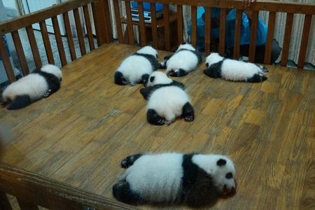 Everything Panda Private Day Tour in Chengdu