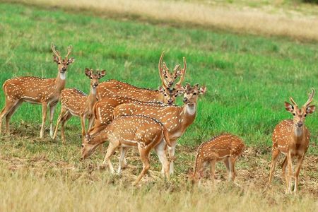 Minneriya national park safari with jeep From Colombo