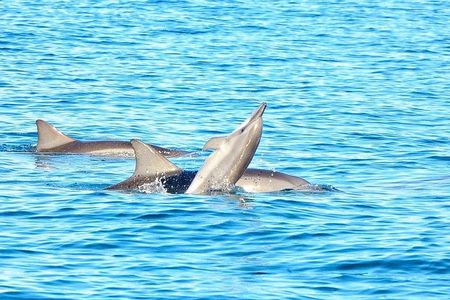 Wild Dolphin Swim & Curated Southwest Mauritius Experience