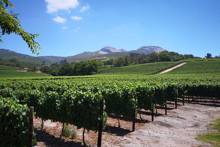 Private Stellenbosch, Franschhoek Paarl Wine Tour from Cape Town