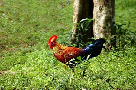 Day Tour to Wilpattu National Park From Negombo
