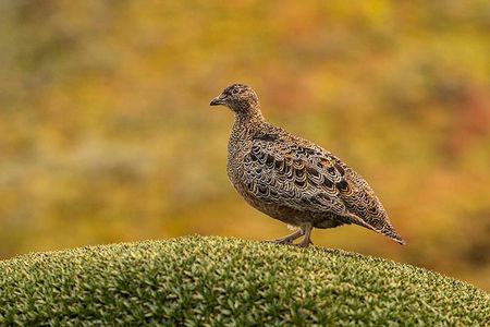Papallacta Pass - Cayambe Coca National Park & Guango Cloud Forest Reserve 