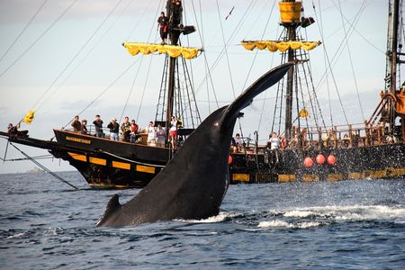 Whale-Watching Pirate Ship Cruise in Los Cabos