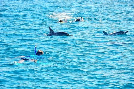 Mauritius Wild Dolphin Swim (Private or Group) w Pickup & Dropoff