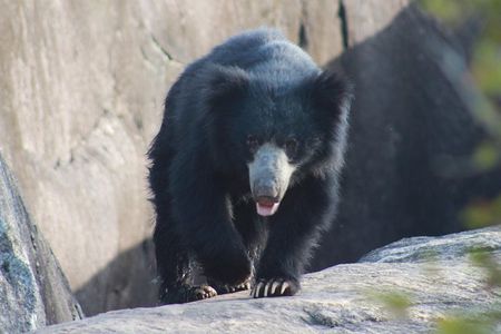 Full Day BIG 3 Safari Tour with Birding in Yala National Park by Expert Team