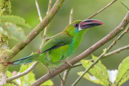 Birdwatching day at Chicaque Cloud Forest.