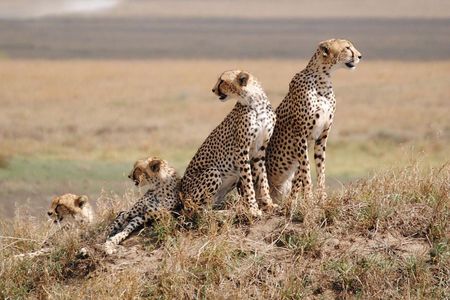 5 Days / 4 Nights Join group safari