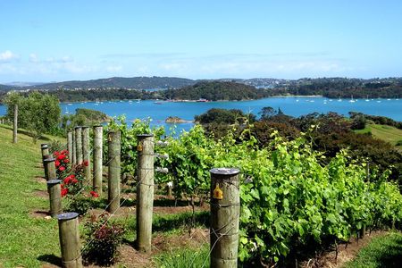 Waiheke island wine tours with Waitiki Tours