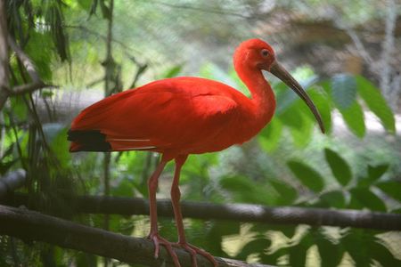 Sunset Boat Tour into Caroni Wetlands