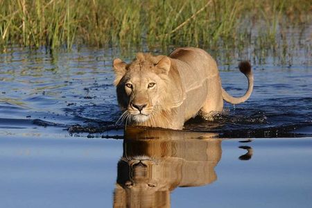Private Game Drive and Chobe River Cruise