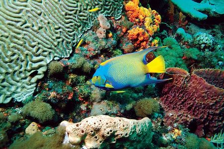 Tobago Buccoo Reef Glass Bottom Boat Cruise and Island Sightseeing Tour