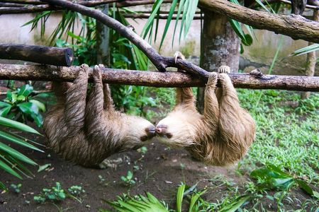 Sloths & Limón Highlights: Wildlife & Culture Tour