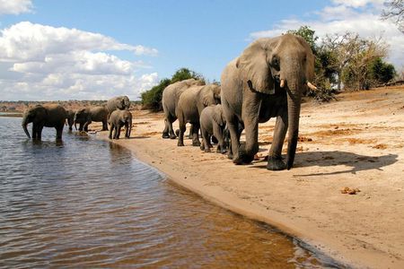 Chobe Full Day Trip