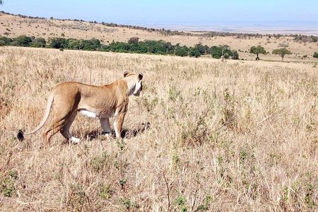Lake Manyara, Serengeti and Ngorongoro crater 4 days safari from Arusha town
