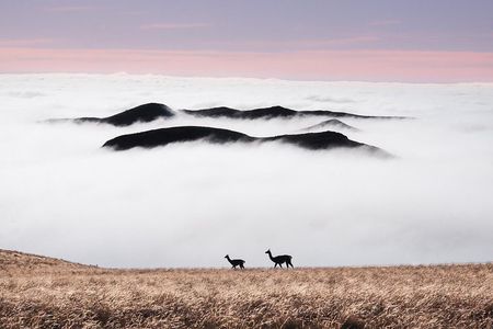 4x4 Private Photo Safari in the Andes - Villavicencio