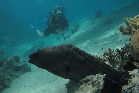 PADI Underwater Naturalist 