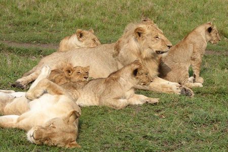 3-Day Maasai Mara National Reserve Private Safari + Park Fees